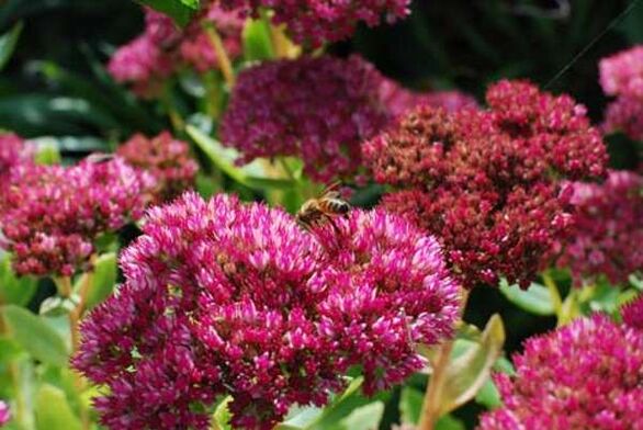 Purple Sedum is used to prepare therapeutic infusions that enhance efficacy